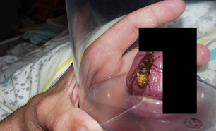 Жарқырап тұрған бал бишілерінің фотосуреттері Вася Sex Giant толық нұсқасы